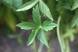 Image result for Astrantia major `Roma`