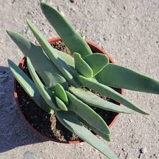 Image result for Crassula perfoliata