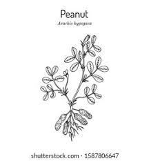 Image result for Arachis hypogaea