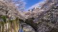 Cherry blossoms in Tokyo 2024: 17 best places to see sakura in Tokyo