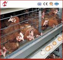 Mejor jaula para pollos tipo H, jaula de cría, jaula para ponedoras,  fábrica de jaulas de cría de pollos en China, OEM personalizado, fácil de  limpiar 1000 jaulas para ponedoras de aves