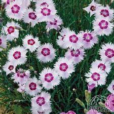 Plant Profile For Dianthus Diamond Flash Border Pinks Perennial