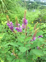 Image result for Grona ramosissima