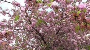 Maybe you would like to learn more about one of these? A Type Of Pink Flower Stock Footage Video 100 Royalty Free 1067790995 Shutterstock