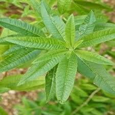 Lemon verbena, aloysia triphylla (formally lippia citriodora), is a native of chile and peru, where it grows ten to fifteen foot tall. 10 Plants That Naturally Repel Mosquitoes Verbena Plant Lemon Verbena Plant Fragrant Plant