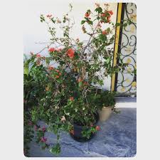 For Sale Follower Bougainvillea Orange Red Price 6 Bd للبيع شجرة الجهنمية لون البرتقالي والأحمر متوسطة الحجم السعر 6 Bd Tel 33770050 Plants