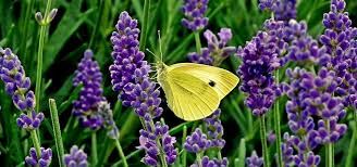 Sie schmücken zudem kräutergärten begrünen. á'• á' Lavendel Im Garten Pflege Standort Giessen Dungen