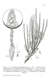 Image result for Lophiocarpus polystachyus