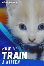 Whether You Re Training Your Kitten For The Basics Or You Want Her To Learn Some Cool Tricks Like Sit Ju Training A Kitten Cat Training Cat Training Tricks