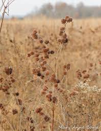 Mesic to dry black soil prairies, sand prairies, gravel prairies, hill Round Headed Bush Clover The Natural Web