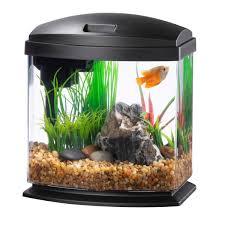 Why Are My Fish Sitting At The Bottom Of The Tank? They Are Alive, But Why?  - Quora