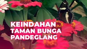 Taman bunga firdaus pertelon,pasirbedil icone wisata baru warunggunung lebak mari berkunjung hanya rp 5000.aja tiketnya. Taman Bunga Dm Pandeglang Taman Bunga Dm Pandeglang Taman Bunga Pandeglang Seperti Hamparan Ladang Di Eropa Wisata Pandeglang Banten Pandeglang Punya Wisata Baru Kp Jambu Taman Bunga Lory Kerman Still