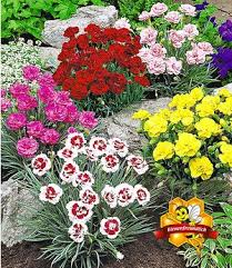Bunter Staudengarten 9 Pflanzen Gunstig Online Kaufen Mein Schoner Garten Shop Staudengarten Steingartenpflanzen Pflanzen