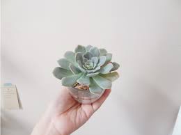When planting this tree, the roots will need a big pot to allow for nice spread and the soil and branches must be kept moist in order to mimic a humid climate. 5 Favorites Mini Houseplants For Apartment Living Gardenista