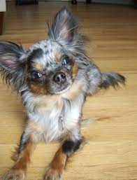 Our chihuahuas also have a variety of coats (smooth coat, short hair, long hair). Roxi A Long Haired Blue Merle Chihuahua At 3 Years Old Merle Chihuahua Chihuahua Puppies Chihuahua Dogs