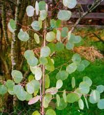 Silver Dollar Eucalyptus Polyanthemos Supposed To Be Hardy To Zone 8b Landscape Design Swimming Pool Landscaping Pool Landscaping