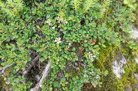 Image result for Cotoneaster microphyllus