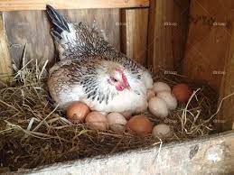 Make Money Easily By Learning How To Take Care Of Local Chicken Upcountry Part 1 Youtube