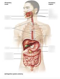 Digestive System Anatomy Diagram Quizlet