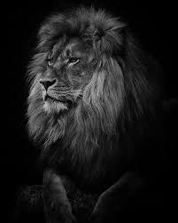 Black And White Lion And Lioness Picture Lion Lions Lioness Lionking Lion Images Lion Photography Lion Love