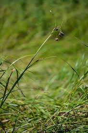 Image result for Bolboschoenus glaucus