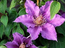 Soiul tudor reușește să capteze atenția oricui prin frumusețea florilor bicolore. Guernsey Clematis Nurseries Bijou Tudor Patio Evipo030 N