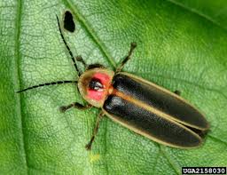 Shedding light on fireflies - Farm and Dairy