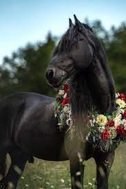 diana klee fotografie in halver portraits babybauch u hunde pferde fotografie pferdefotografie pferde wallpaper