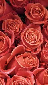 We did not find results for: Wholesale Roses In 2021 Red Rose Flower Wholesale Roses Rose