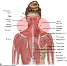 Human head and neck muscles illustration stock photo 112681415 alamy. Striated Shoulder Neck Muscles In Humans Medical Anatomy Of A Female Neck Google Search Throat Human Shoulder Anatomy Anatomy Of The Shoulder Bones Youtube Foodbloggermania It
