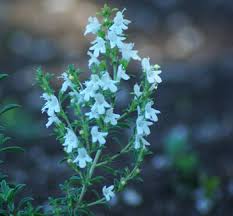 Image result for Satureja