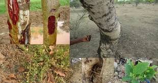 Image result for Sphaeranthus chandleri