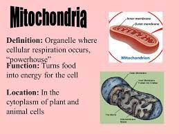 Maybe you would like to learn more about one of these? Biology Section 7 3 Cell Parts Outline 1 Plasma Membrane 2 Cell Wall 3 Nucleus Chromatin 4 Nucleolus 5 Ribosome 6 Nuclear Envelope 7 Cytoplasm 8 Er Two Ppt Download