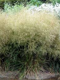 Deschampsia cespitosa, commonly known as tufted hairgrass or tussock grass, is a perennial tufted plant in the grass family poaceae. Garten Schmiele Ziergras Goldtau Deschampsia Cespitosa Kaufen Gunstig Bestellen Auf Florablom Com