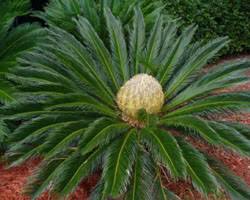 Image result for Cycadaceae