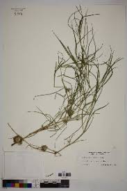 Image result for Lepidagathis eriocephala