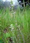 Image result for Micromeria imbricata