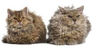 kivircik tuylu kedi cinsleri selkirk rex cat selkirk rex rex cat