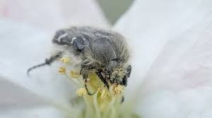 Image result for Tropinota hirta