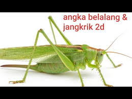 Kode alam melihat kucing kawin 4d. Arti Mimpi Belalang Togel Project Syair Harini