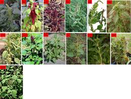 We did not find results for: Value Of Amaranthus L Species In Nigeria Intechopen