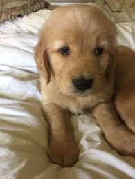 Is my puppy growing as it should? 25 Champion Line Goldens Of Vermont Ideas Golden Retriever Puppies Retriever