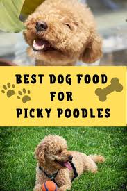 In a small bowl, combine remaining sugar and cinnamon. Best Dog Food For Picky Poodles 2021 Tested And Tried