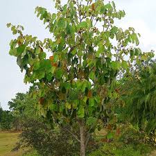 Image result for Pterospermum acerifolium