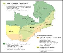 Image result for Craterosiphon quarrei