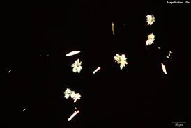 Image result for NBOMe