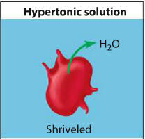 What is the effect of hypotonic solution on cells? Osmosis 5 4 Flashcards Quizlet