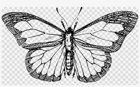 Butterfly Outline Clipart Butterfly Clip Art Line Drawing Of A Butterfly 900x520 Png Download Pngkit Want to find more png images?