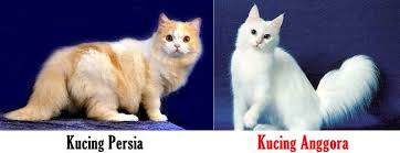 Perbedaan kucing anggora dan persia. Gambar Kucing Persia Vs Anggora