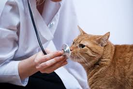 Kedi Hastaliklari Kedi Sahiplendirme Ucretsiz Kedi Sahiplendirme